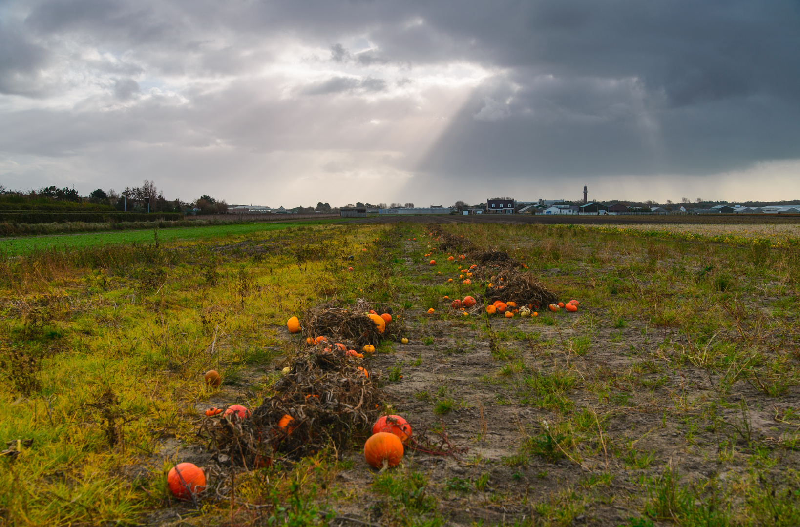 [ Feld bei Nordwijk ]