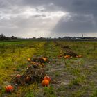 [ Feld bei Nordwijk ]