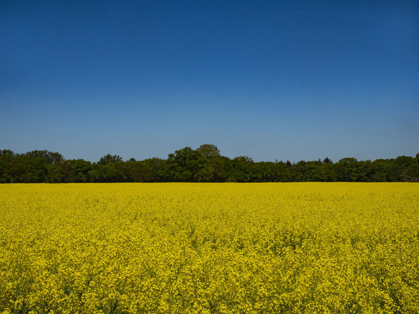 Feld bei Papenburg