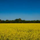 Feld bei Papenburg