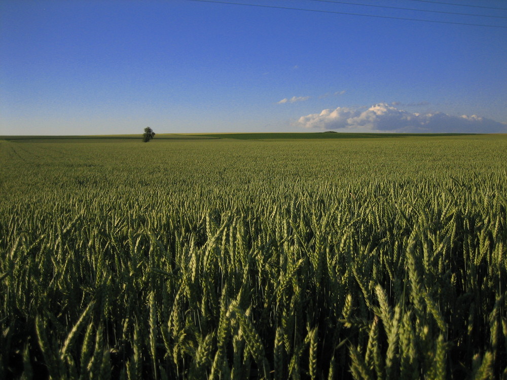 Feld bei Rheinfelden