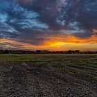 Feld bei Sonnenuntergang