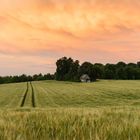 Feld bei Sonnenuntergang