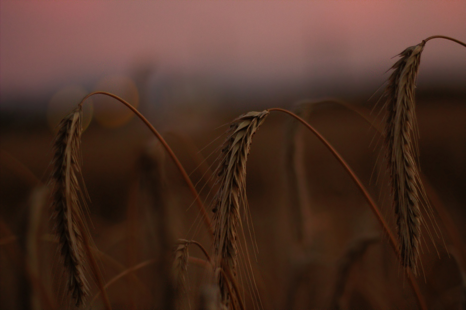 Feld bei Sonnenuntergang