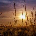 Feld bei Sonnenuntergang