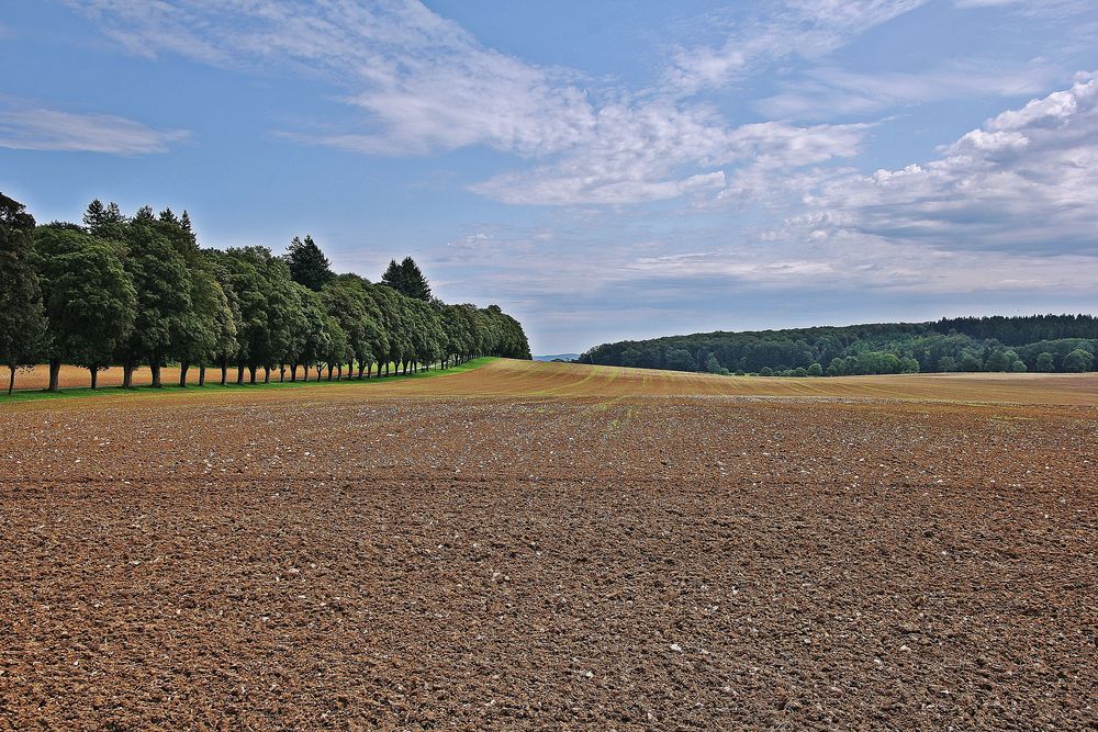 Feld bei St. Johann (Gestütshof)