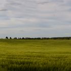 Feld bei Wiesviller - in der Nähe von Saargemünd