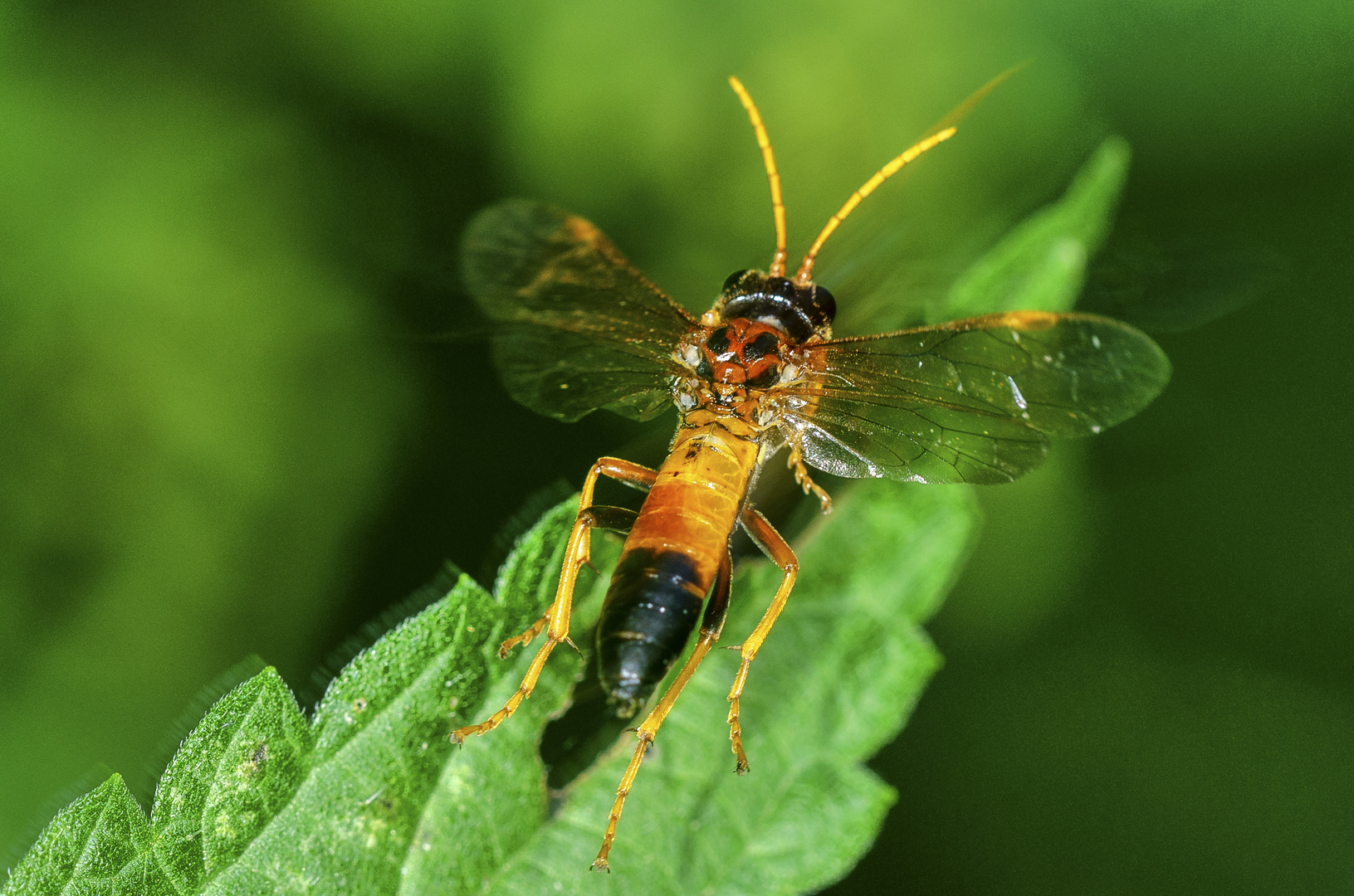 Feld-Blattwespe (Tenthredo campestris)