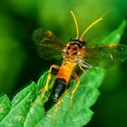 Feld-Blattwespe (Tenthredo campestris)