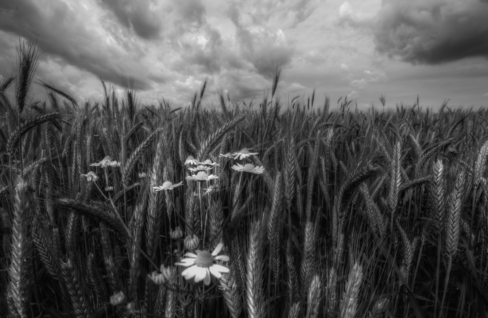 * Feld Blümchen *