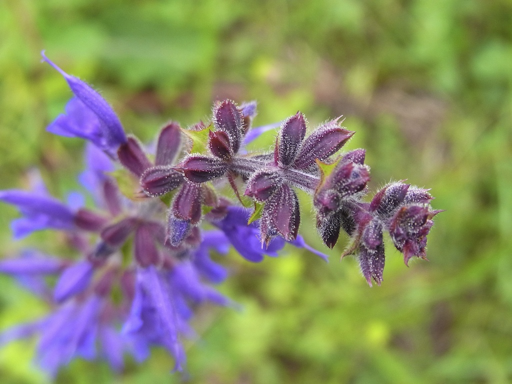 Feld Blume (Salvia pratensis)