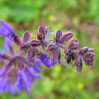 Feld Blume (Salvia pratensis)