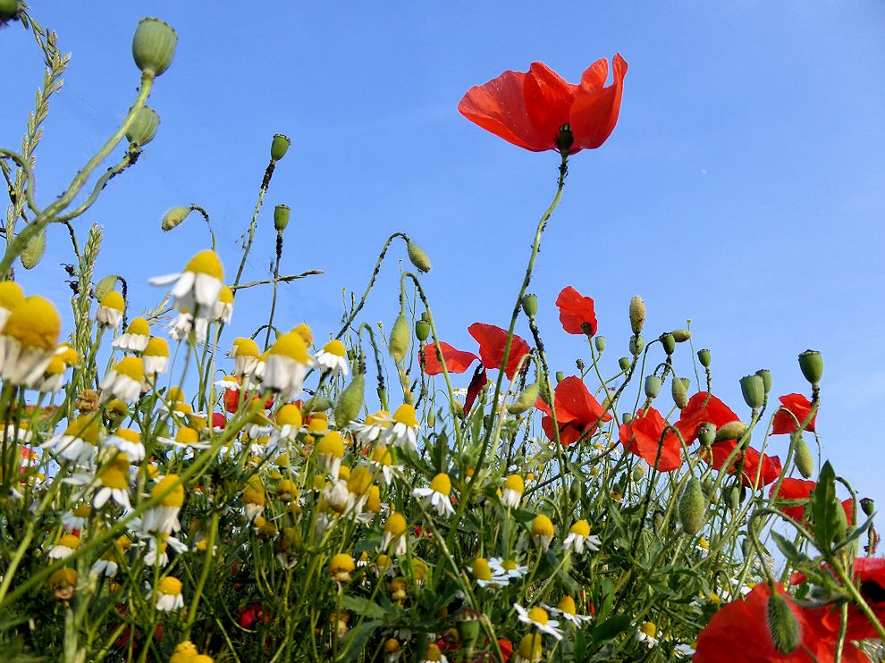 Feld Blumen