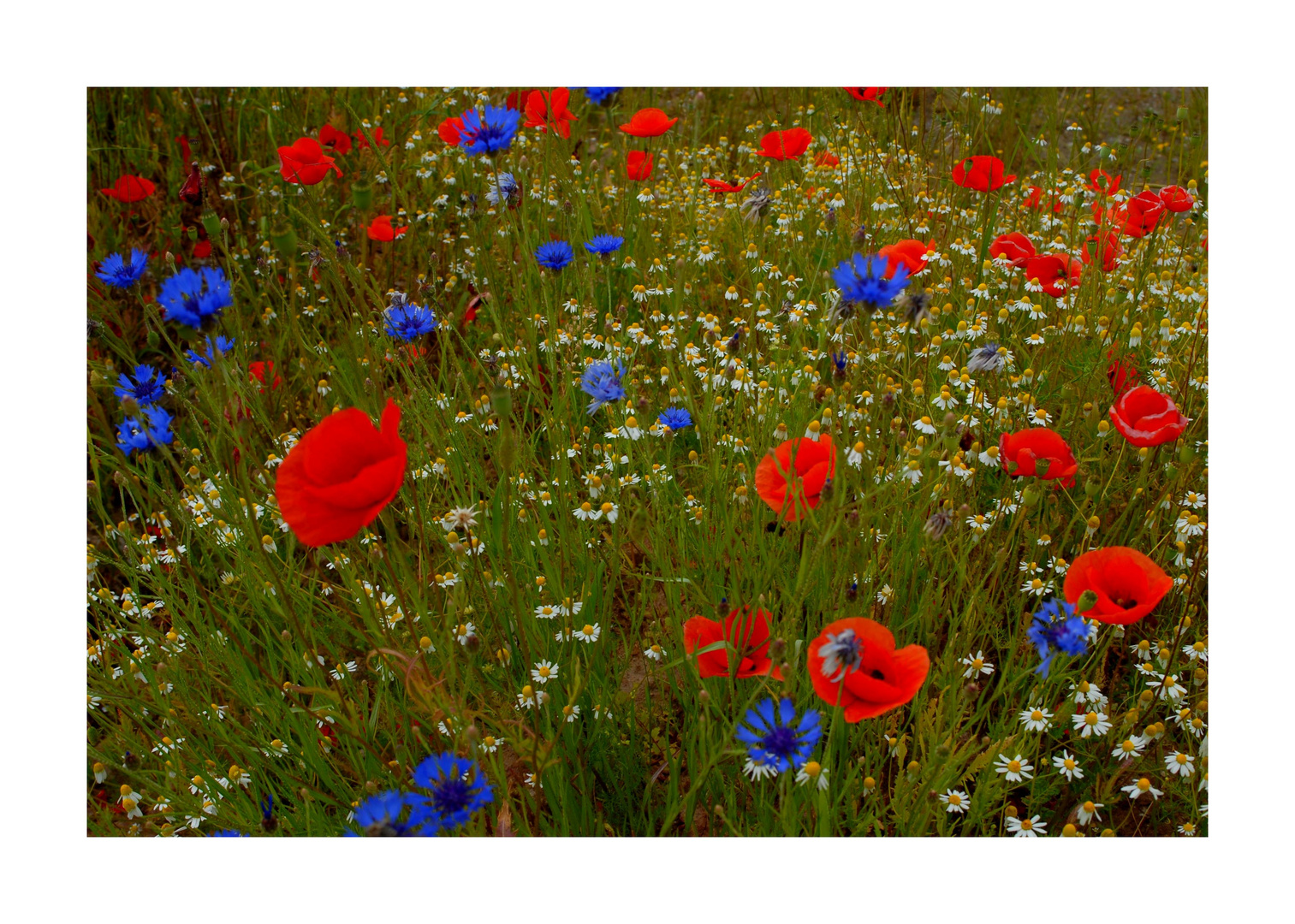 Feld-Blumen-1