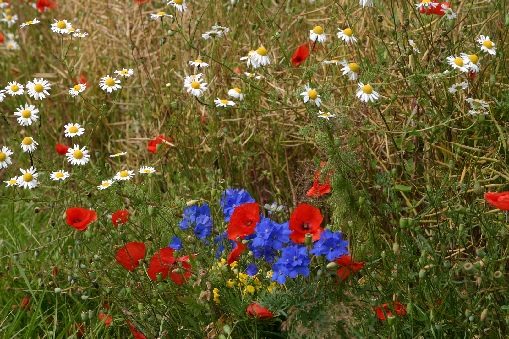 Feld Blumen