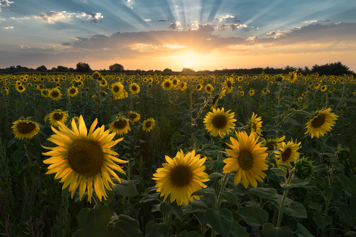 Feld der Freude