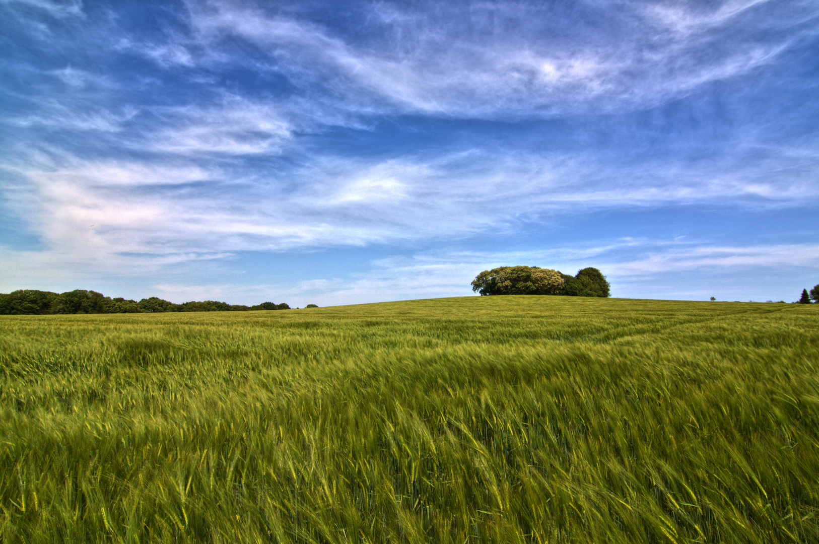 Feld der Träume