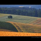 Feld Farben