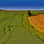 Feld - Farben am Abend