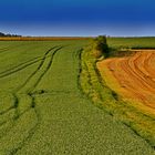 Feld - Farben am Abend