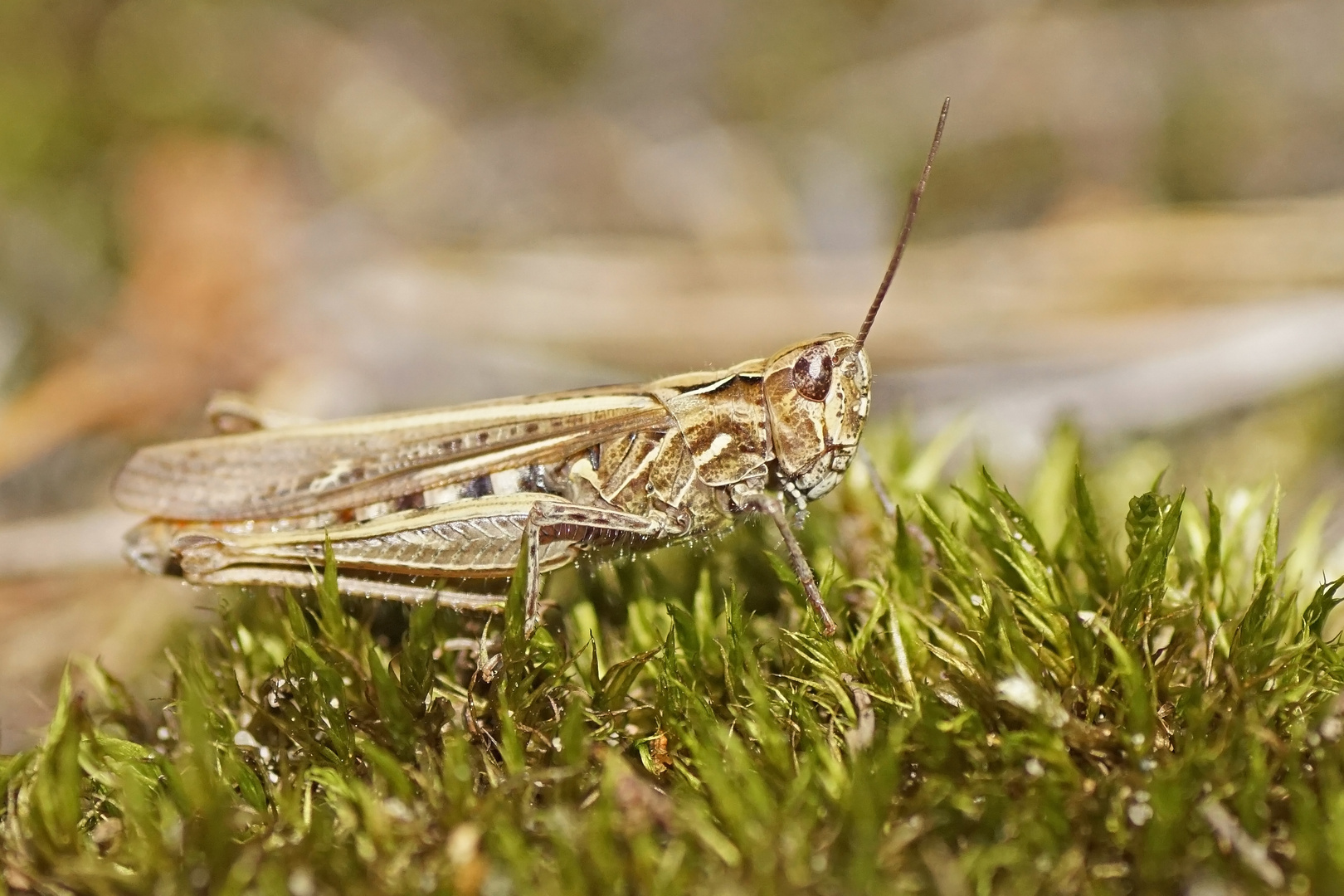 Feld-Grashüpfer (Chorthippus apricarius)