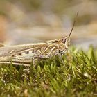 Feld-Grashüpfer (Chorthippus apricarius)