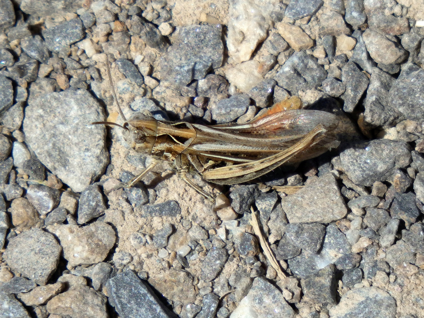 Feld-Grashüpfer (Chorthippus apricarius) ???