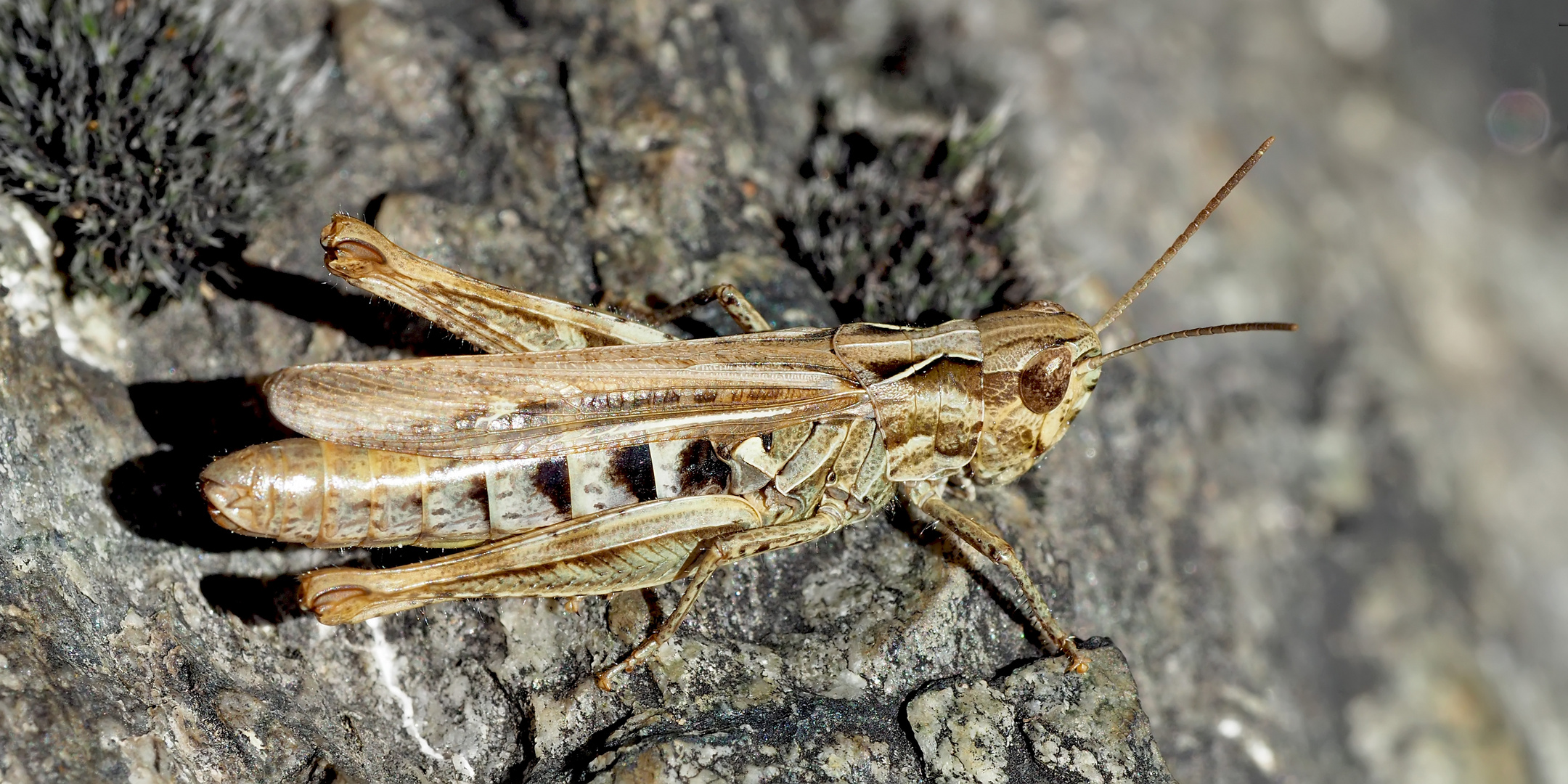 Feld-Grashüpfer (Chorthippus apricarius) - Criquet des adrets.