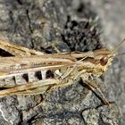 Feld-Grashüpfer (Chorthippus apricarius) - Criquet des adrets.