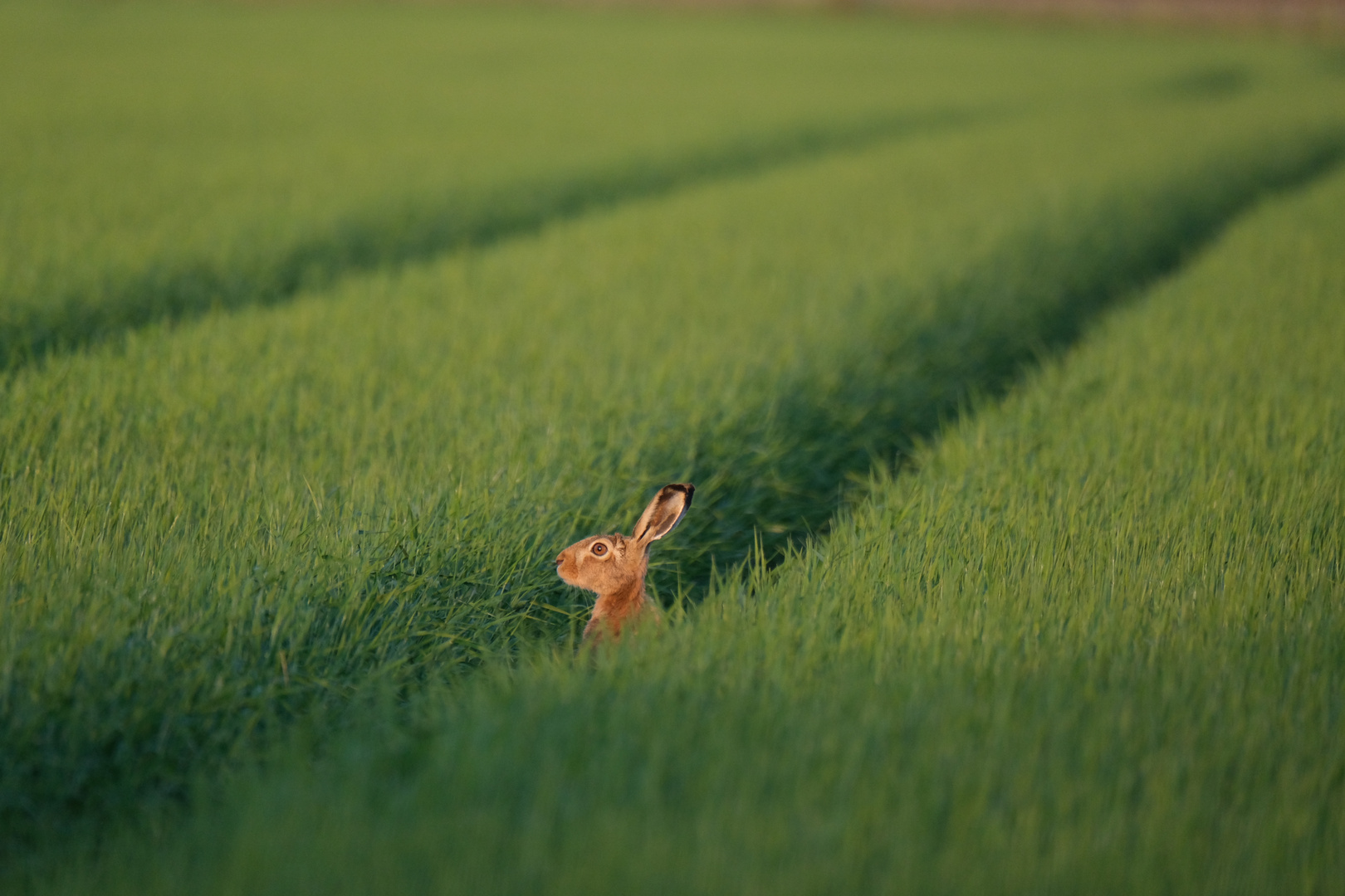 Feld-Hase
