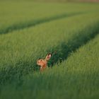 Feld-Hase