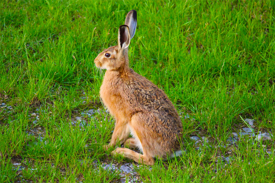 Feld. Hase. Foto &amp; Bild | tiere, wildlife, säugetiere Bilder auf ...