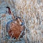 FELD-HASE  -  Osterhase  - Angsthase