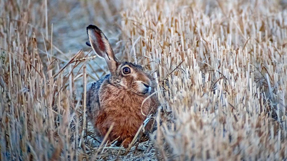 FELD-HASE  -  Osterhase  - Angsthase