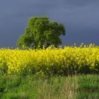 Feld hinter`m Haus