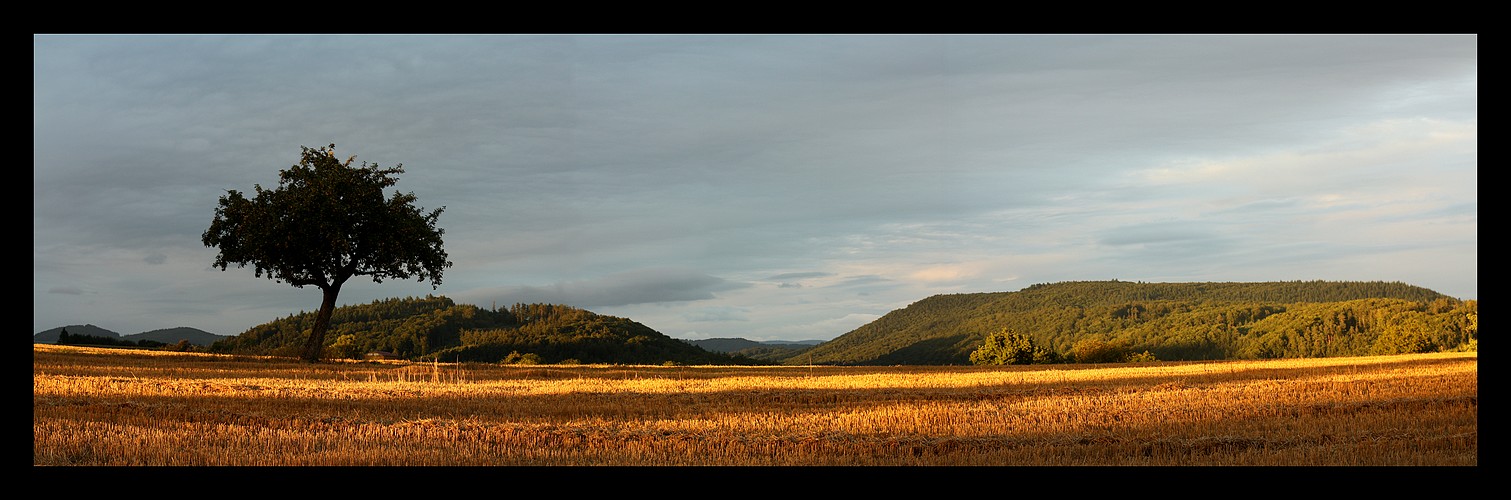 Feld im Abendlicht