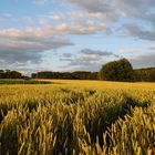 Feld im Abendlicht