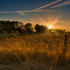 Feld im Abendlicht