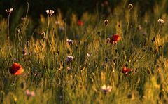 Feld im Abendlicht