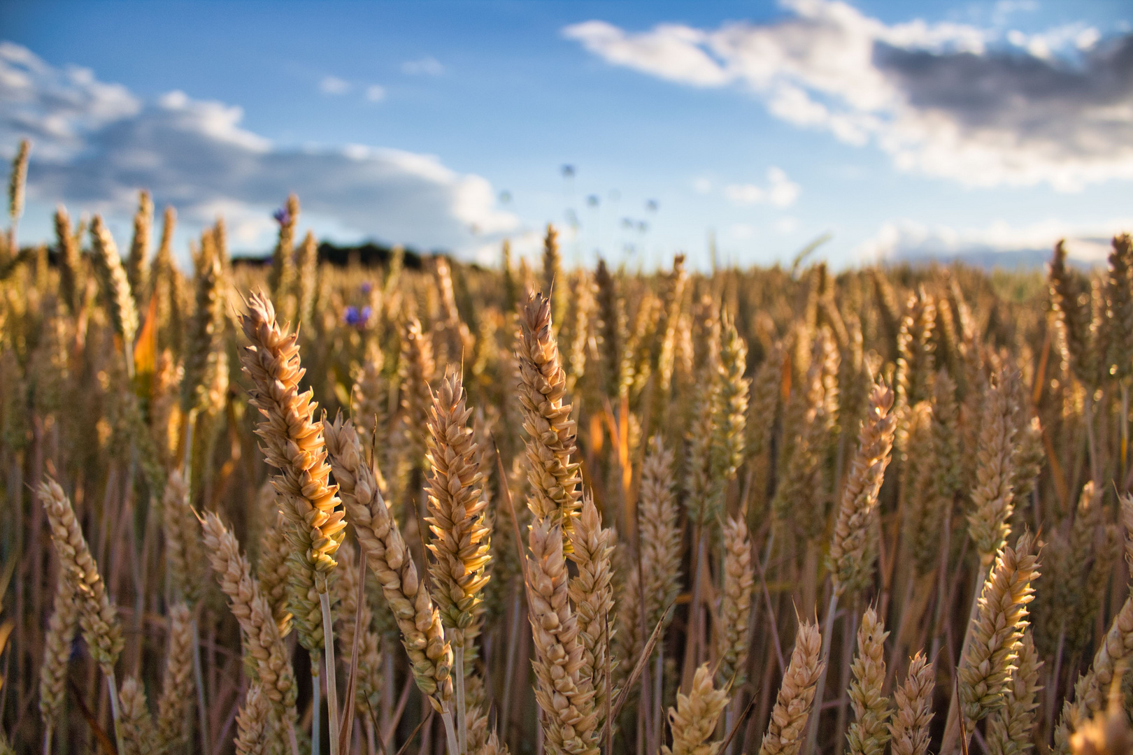 Feld im Abendlicht