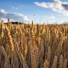 Feld im Abendlicht