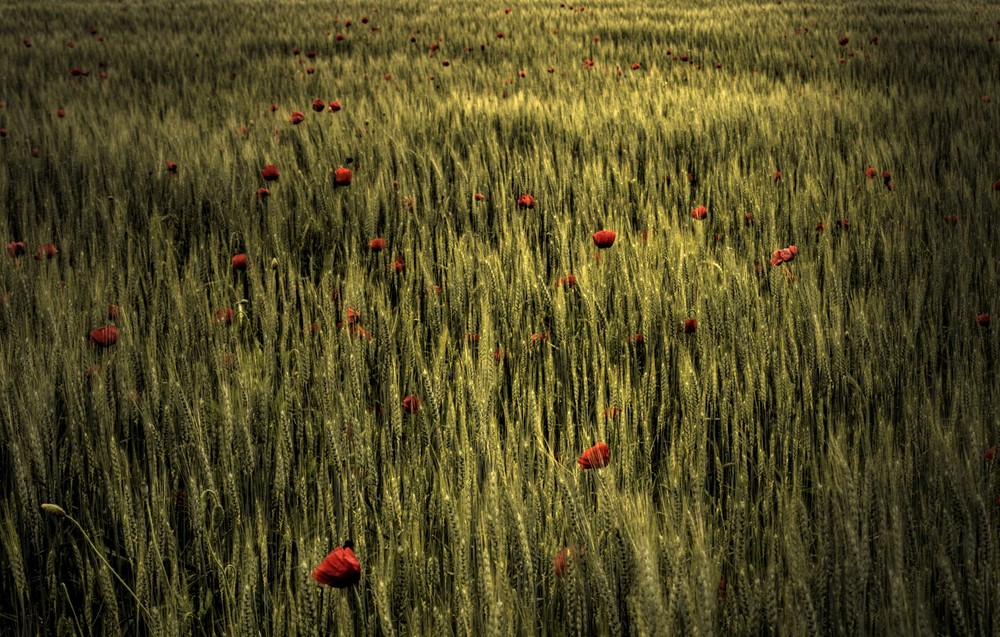 Feld im Abendlicht