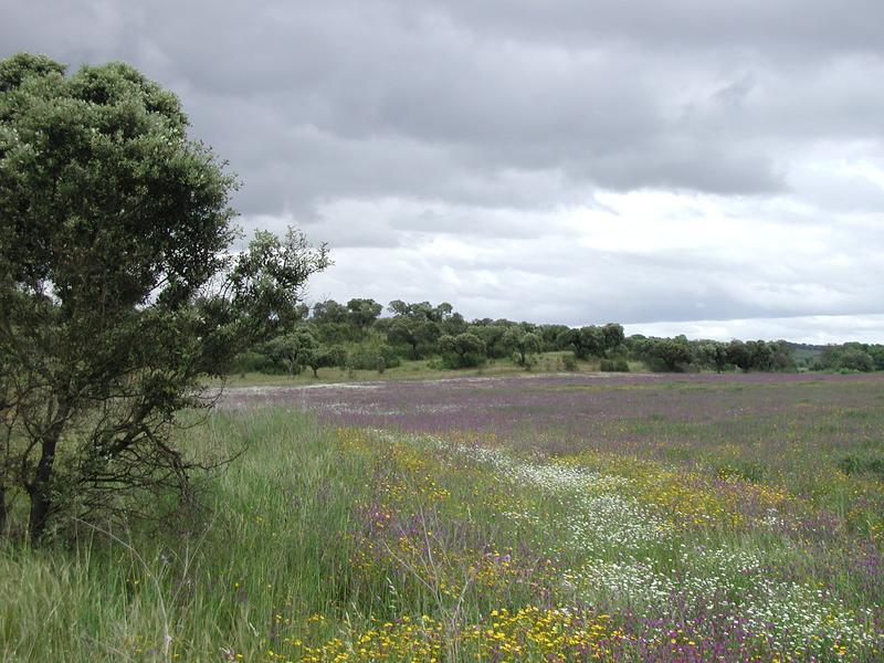 Feld im Alentejo