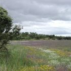 Feld im Alentejo