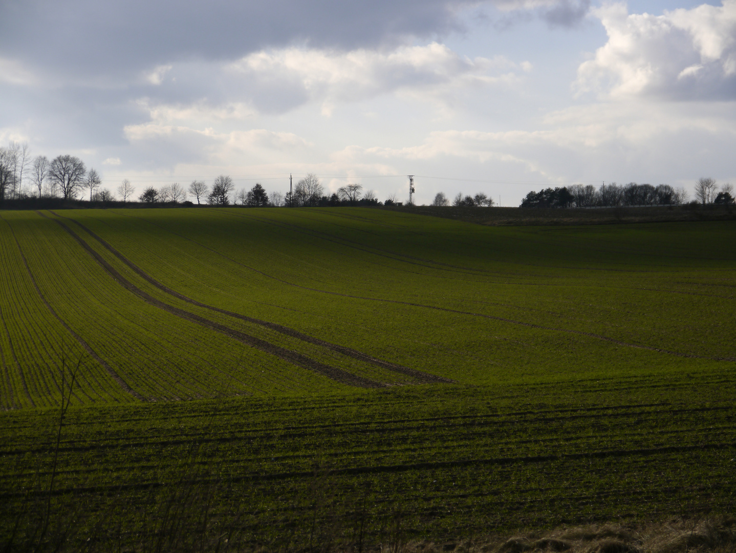 Feld im Februar