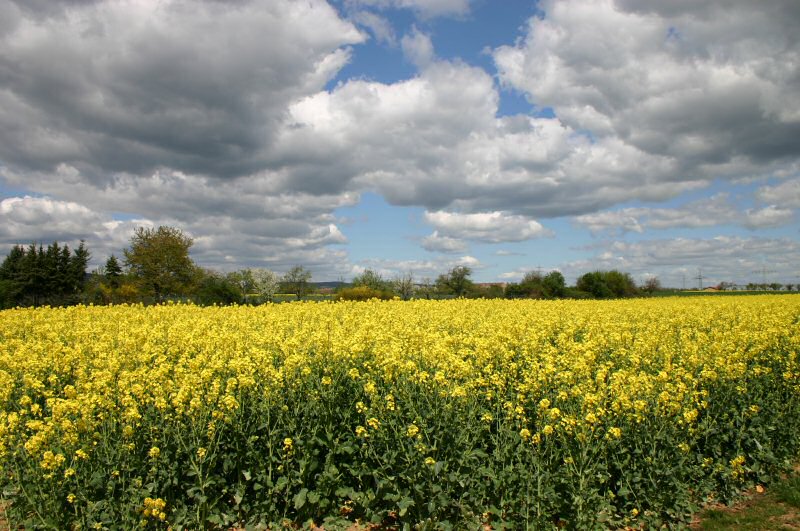 Feld im Frühjahr