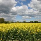 Feld im Frühjahr