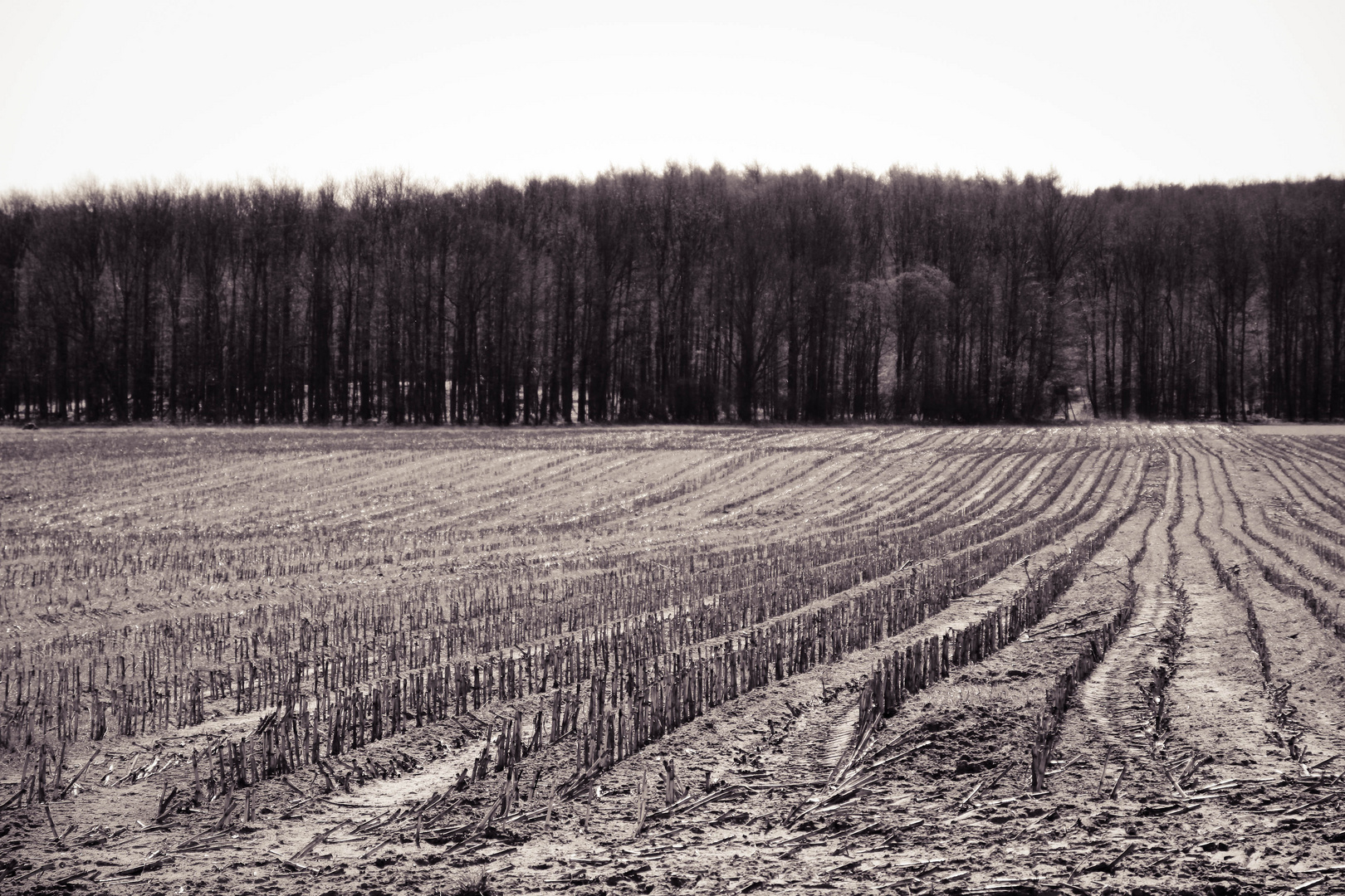 Feld im Frühjahr SW