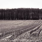 Feld im Frühjahr SW