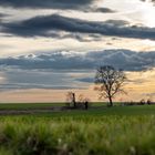 Feld im Frühling